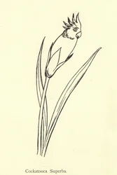 Cockatooca Superba